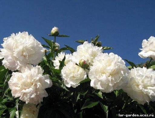 

Півонія White Sara Bernhardt