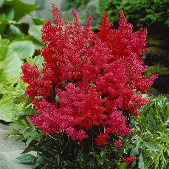 

Астильба Fanal, Astilbe Arendsii Fanal