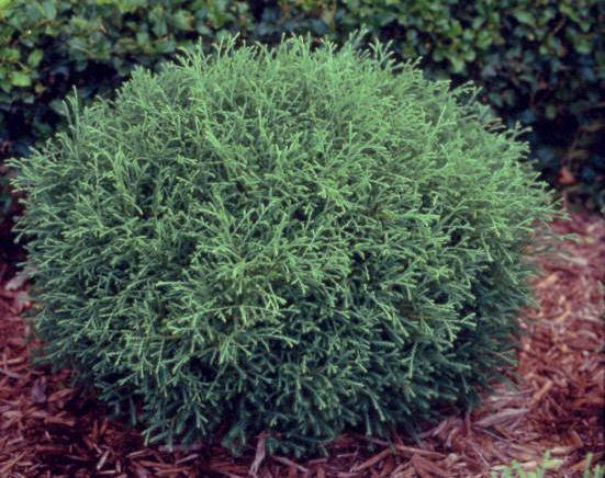 

Туя западная Мистер Боулинг Болл Р9 (Thuja occidentalis Mr Bowling Ball)
