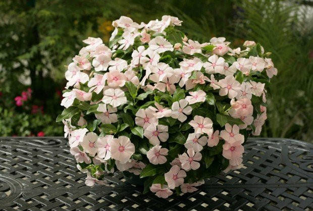 

Семена Катарантус ампельный Медитер F1 Пич 5 шт ( розовый)(Pan American)