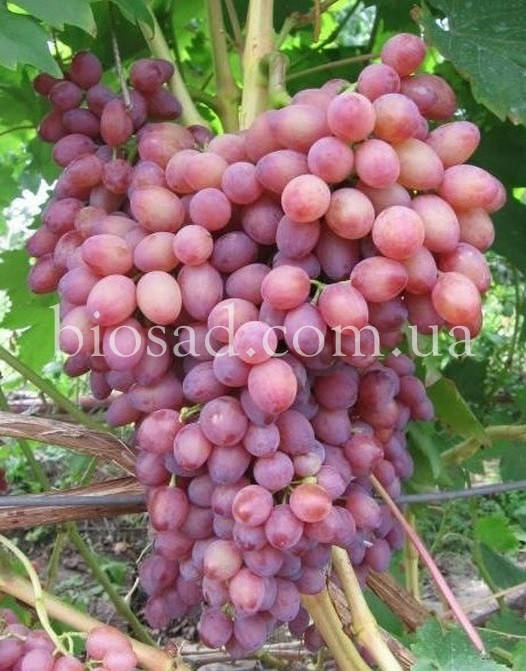

Виноград Кишмиш Лучистый (2 года)