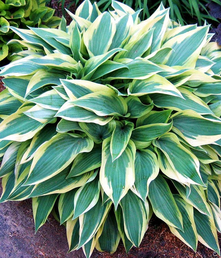 

Хоста " Вольверин " \ Hosta " Wolverine " ( саженцы)