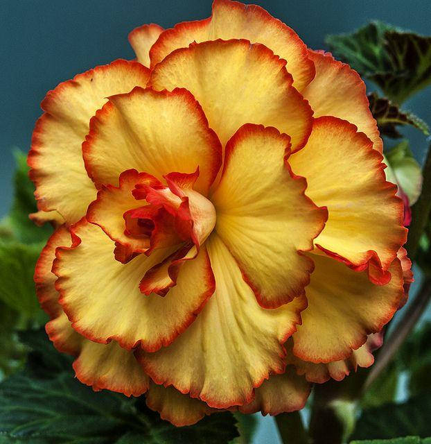 

Гвоздика садовая Йеллоу Блоссом (Yellow Blossom)