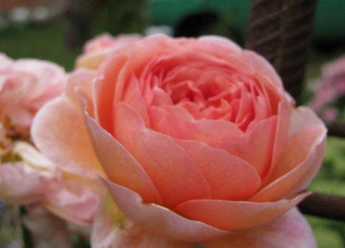 

Роза английская Абрахам Дерби (Abraham Darby)