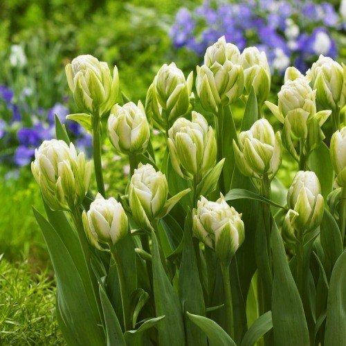 

Тюльпан Brooklyn (луковицы) 3 шт