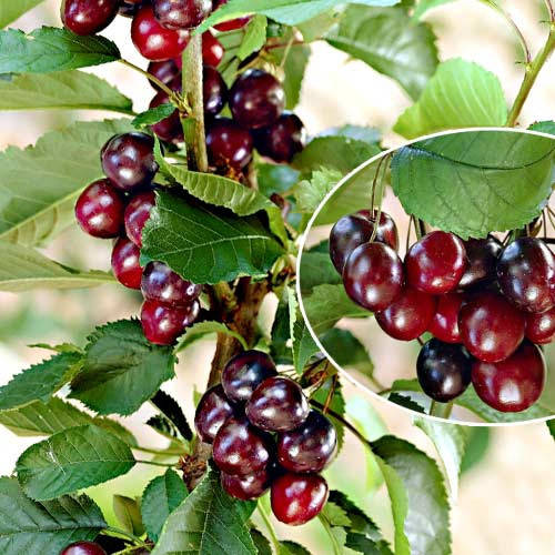 

Колоновидня вишня Малюдка