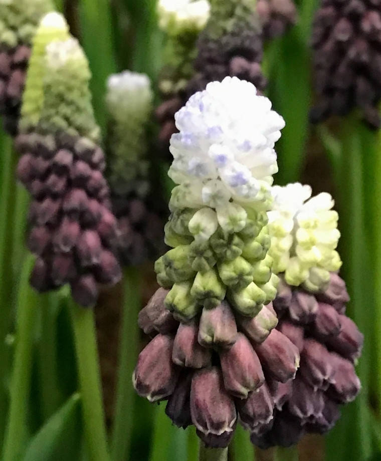 

Мускари Грейп Айс (Muscari Grape Ice)