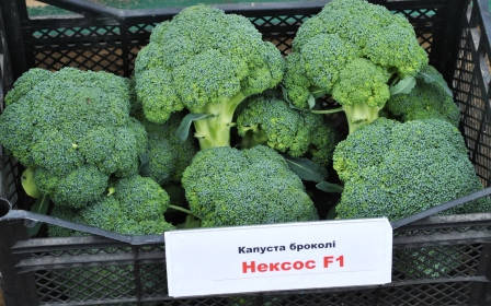 

НЕКСОС F1 / NAXOS F1 — капуста брокколи 1000 сем Sakata / Саката