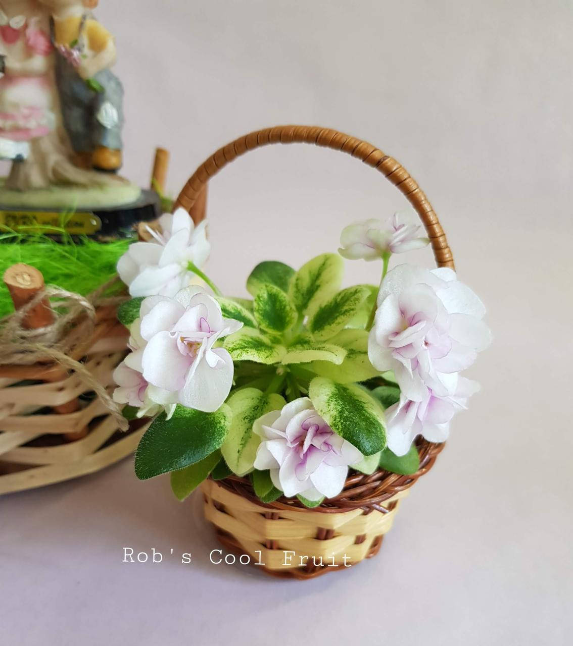 

Фиалка Rob's Cool Fruit стартер фото, Розовый