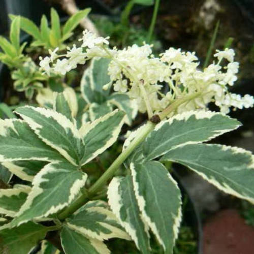 

Бузина черная «Variegata»