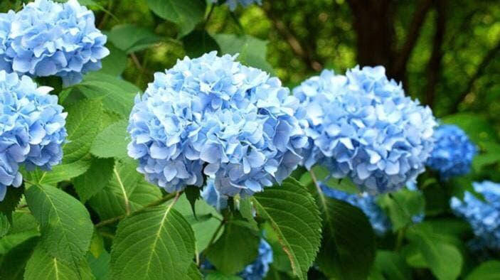 

Гортензия крупнолистная голубая «Nikko Blue»