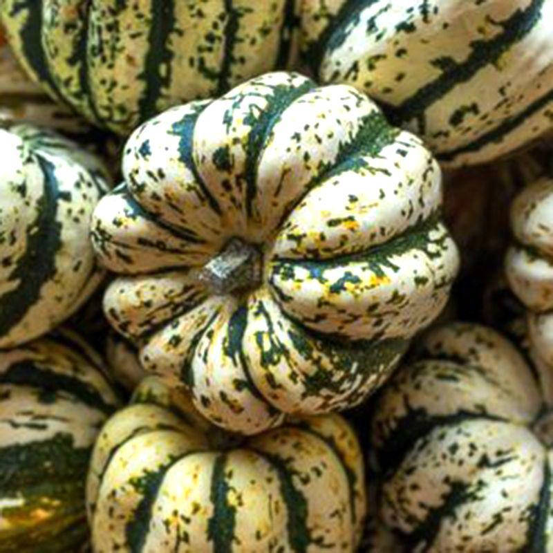 

Семена Тыква Декоративная Сладкие Клецки 0,5 грамма Legutko