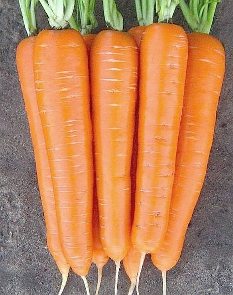 

Морква сорт Нантська харківська, 1 г