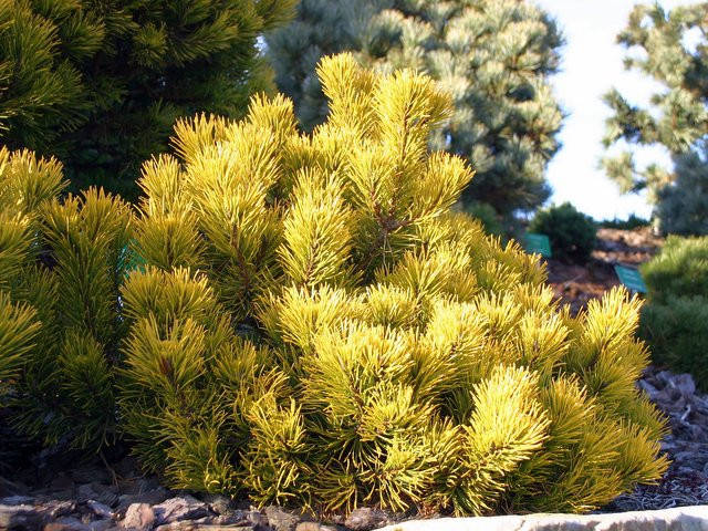 

Сосна горная картенс Винтер Голд С5 (Pinus mugo Carstens Wintergold )