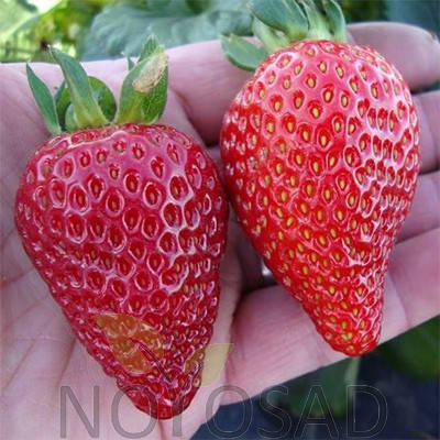 

Саженцы клубники "фриго" сорту "Альбион" (Albion Strawberry)