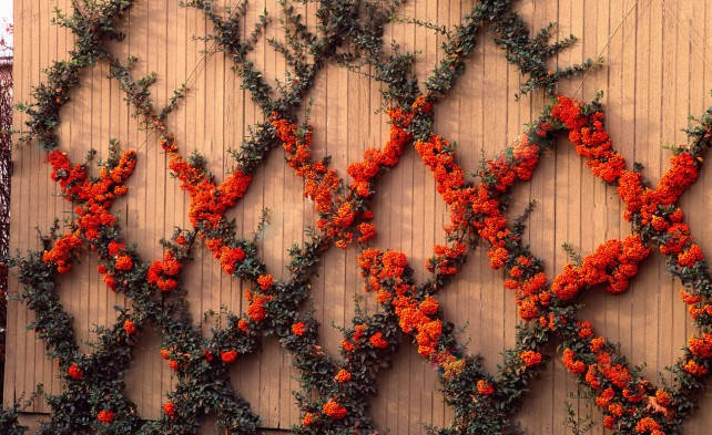 

Пираканта Ред Колумн / Pyracantha coccinea Red Column / Р9