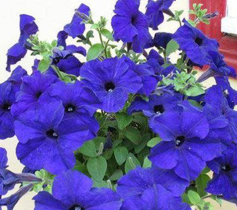 

Семена Петунія Насичено-синя F1 крупноквіткова (50шт)