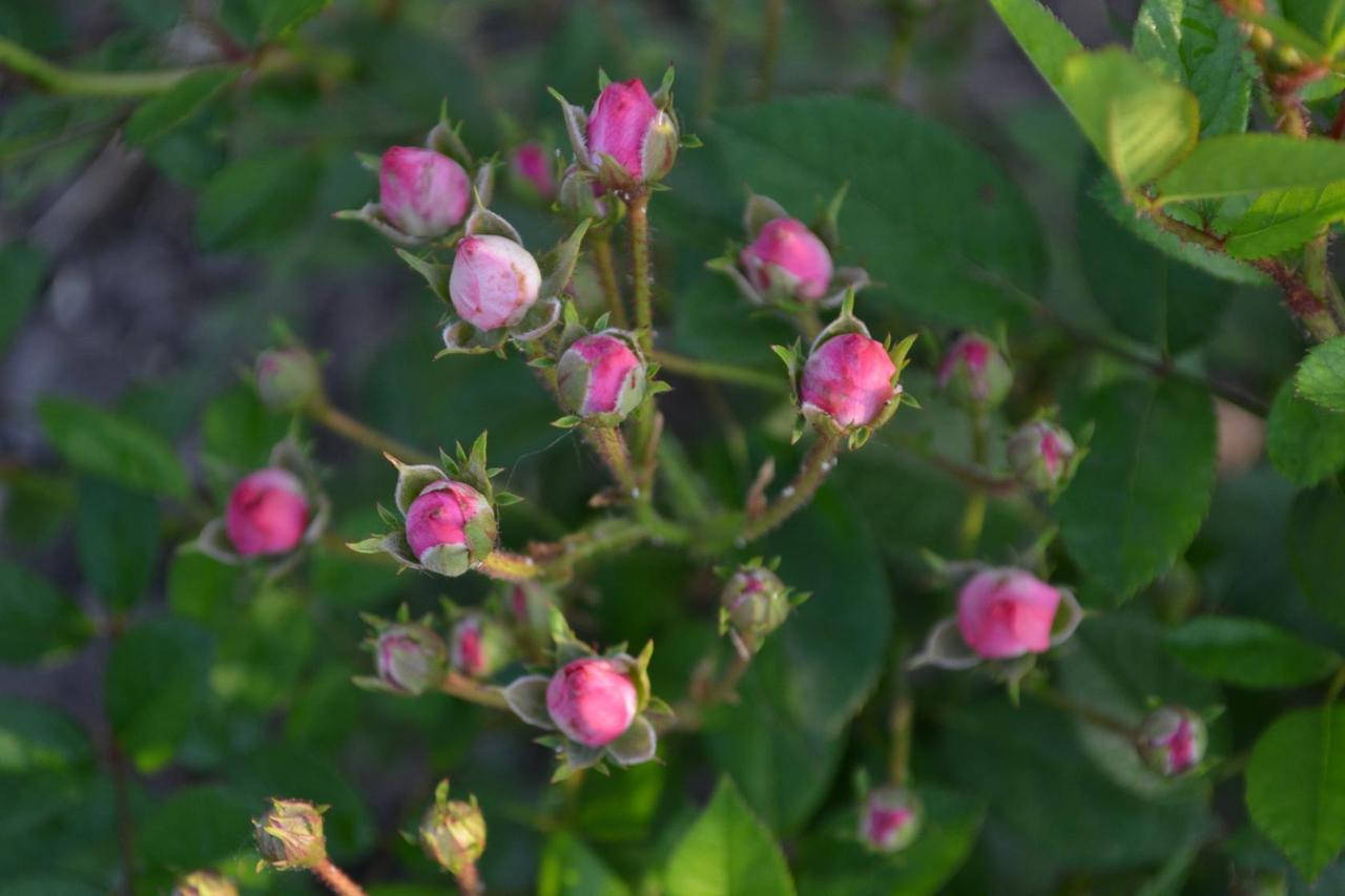 

Спрей Капелька розовая