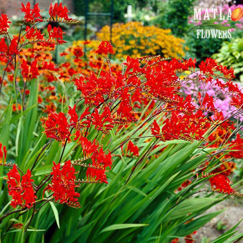 

Луковицы Крокосмия Lucifer