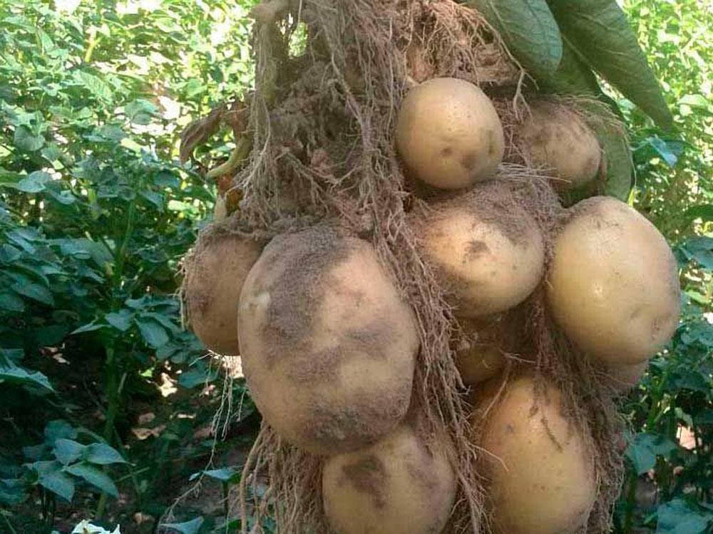 

Картопля насіння Рів'єра 1 репродукція! Ультраранній.