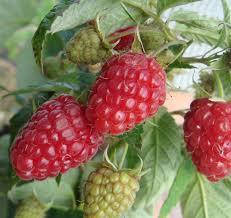 

Малина "Осіння красуня"