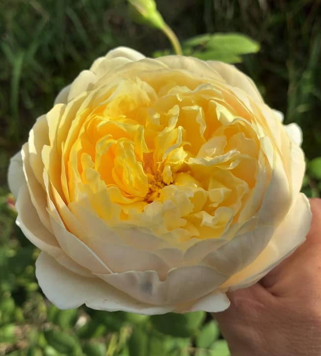 

Роза Чарльз Дарвин. (вв). Английская роза