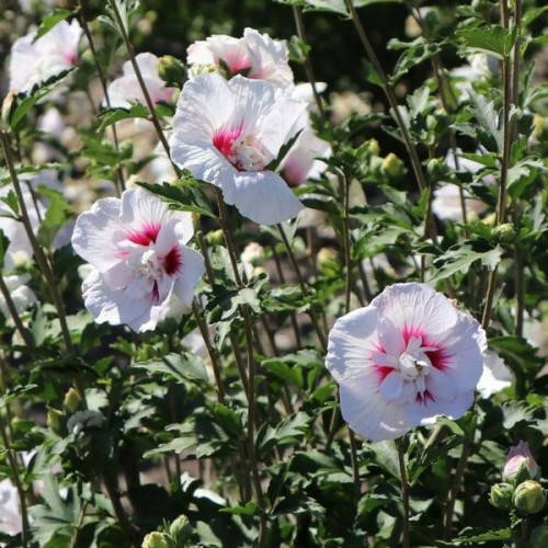 

Гибискус махровый China Chіffon в контейнере