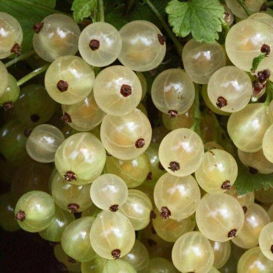 

Смородина Умка белая, ЗКС в горшках 0.8 л