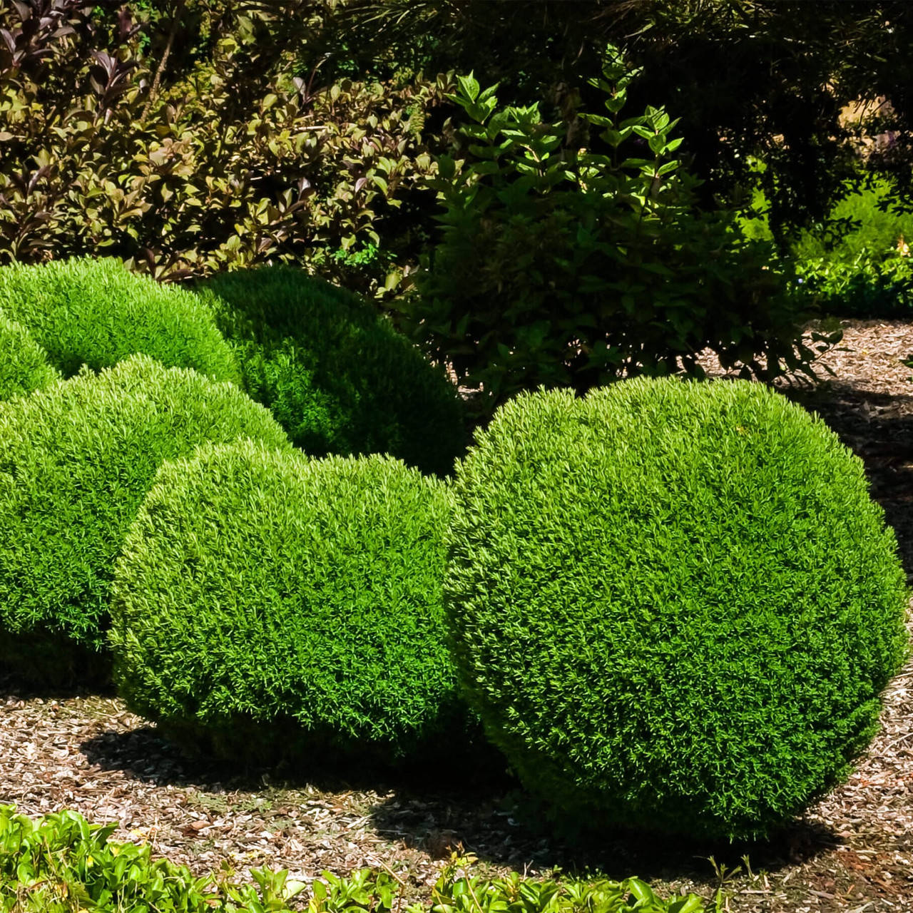 

Туя западная Тедди (TEDDY), ЗКС в горшках 1.5 л