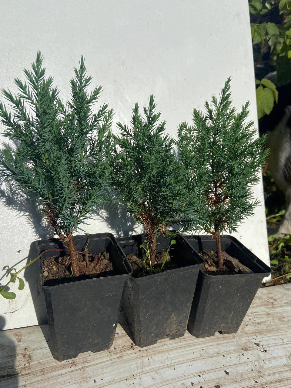 

Можжевельник китайский Стрикта (Juniperus chinensis Stricta) 17-18 см