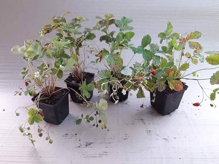 

Саджанці суниці альпійської Алі Баба