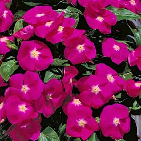

Семена Катарантус (барвинок) Victory Deep Pink 10 шт Sakata, Розовый
