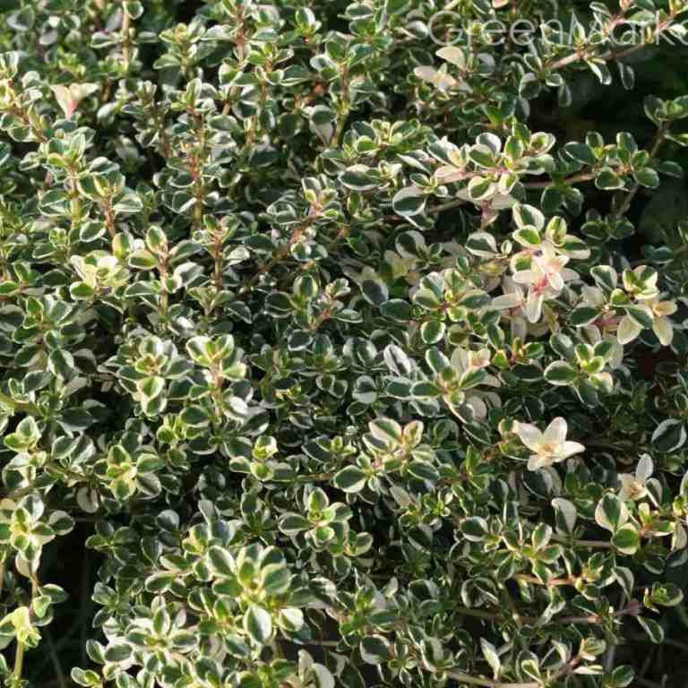 

Чабрец Фокслей, Thymus pulegioides Foxley