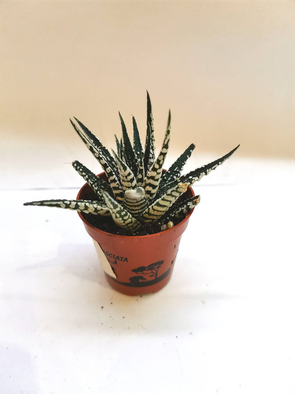 

Хавортия фаскиата альба Haworthia fasciata alba Суккулент Комнатное растение