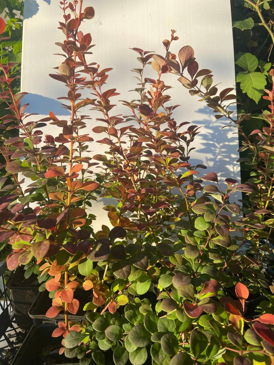 

Барбарис Тунберга Оранж Рокет (Orange Rocket) 35 см