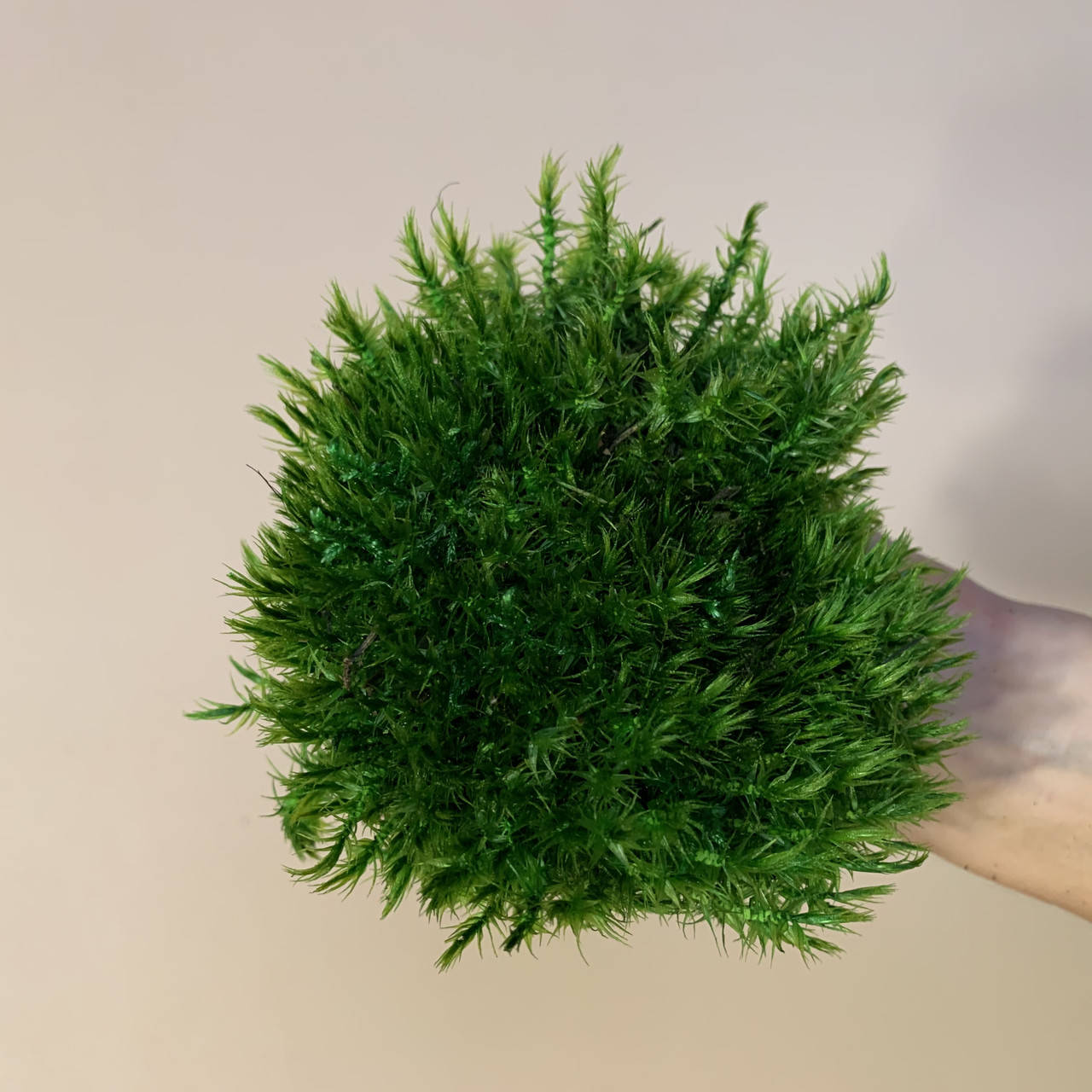 

Стабилизированный мох Green Ecco Moss прованс королевский 0.5 кг