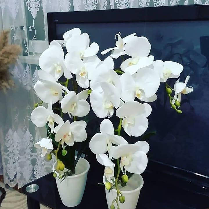 

Латексные орхидеи для декора