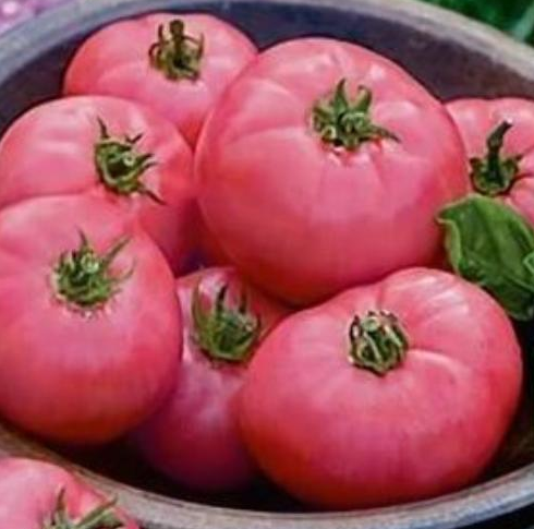 

Томат Волгоградский розовый 5/95 Элитный ряд 1 г