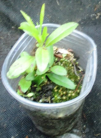 

Піраканта Голден шармер. Вкорінені живці в контейнерах Д5.