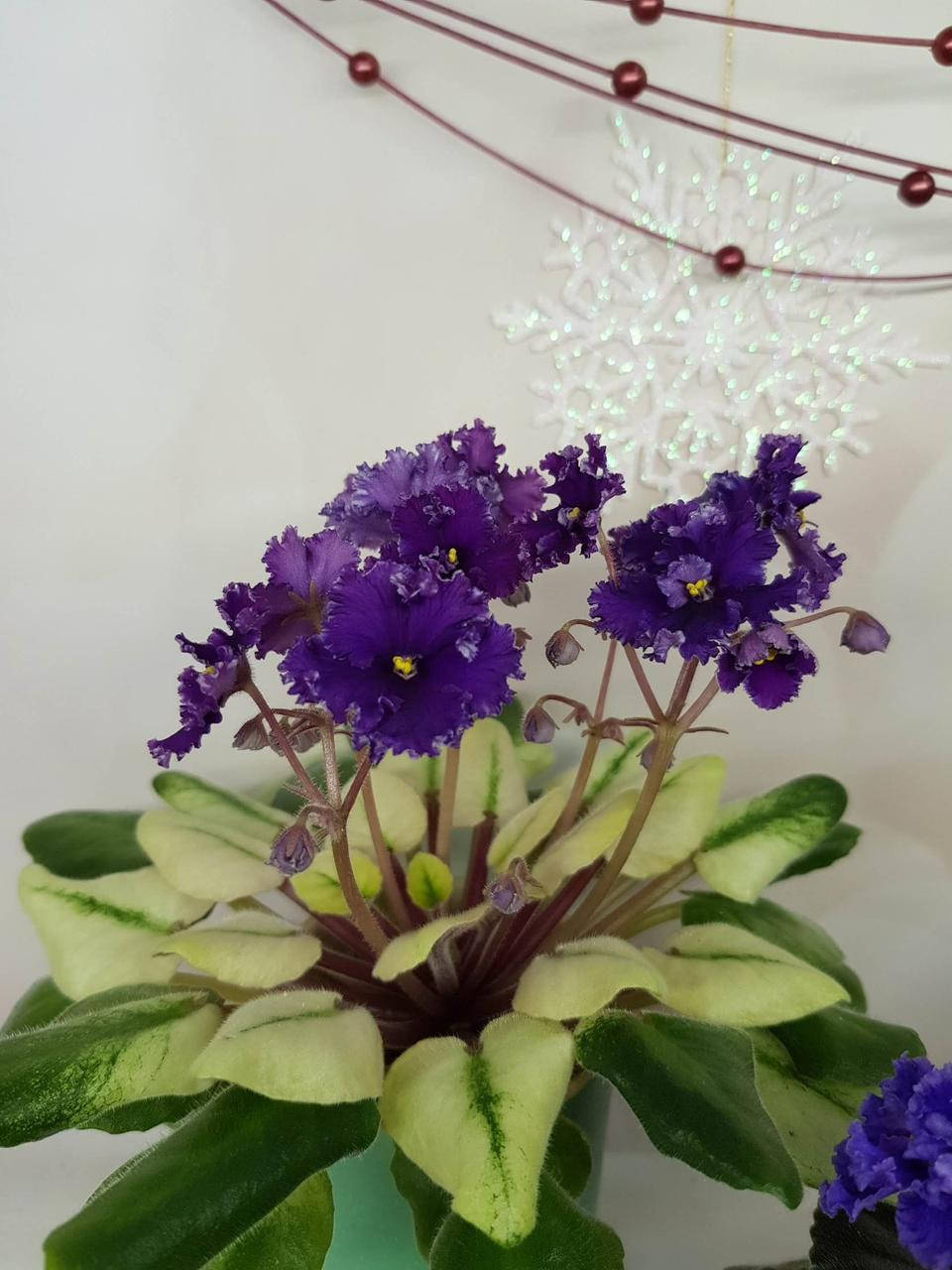 

Фиалка ЛЕ-Константин детка, Фиолетовый