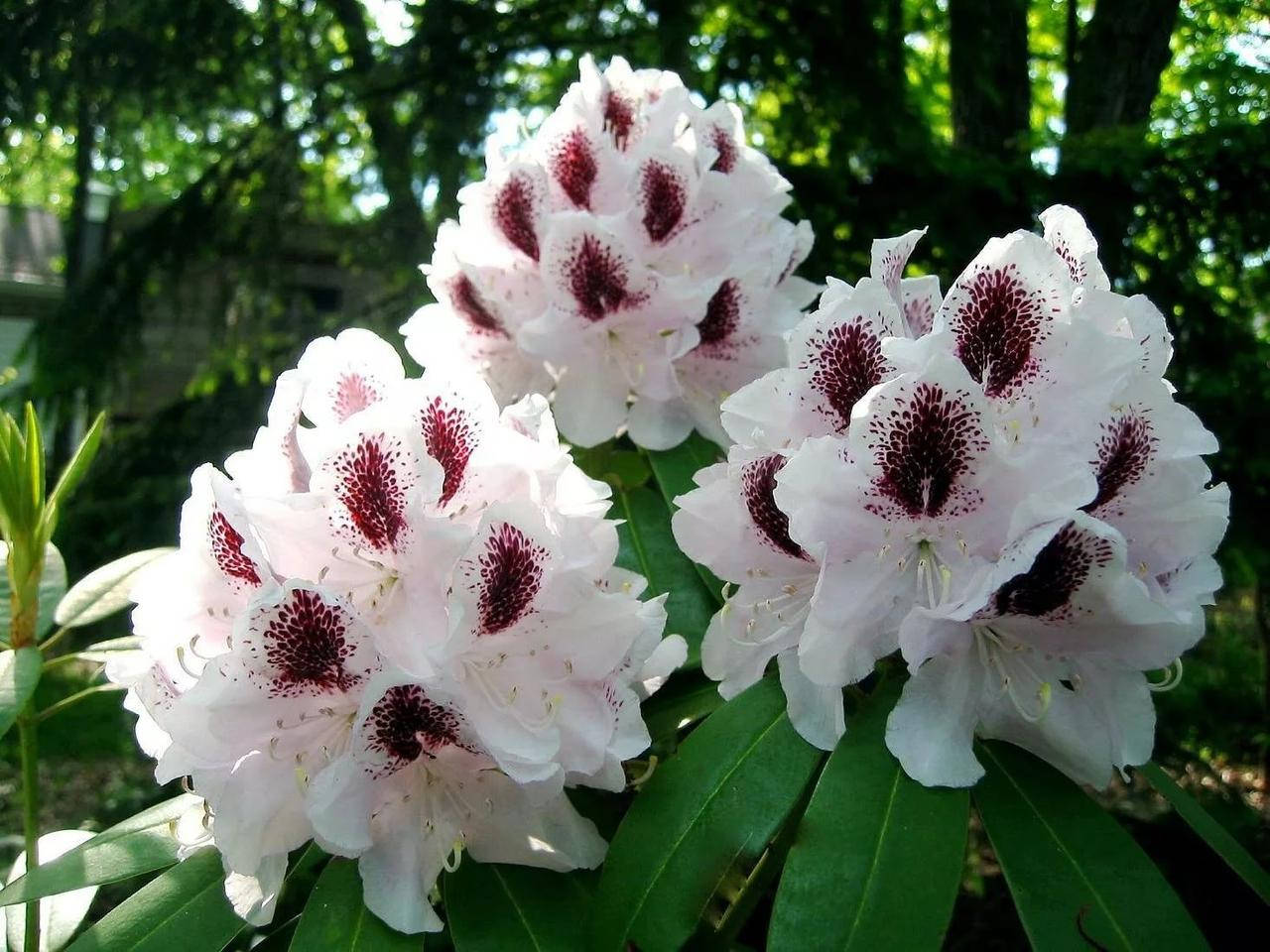 

Рододендрон (азалия) «Ханя»
