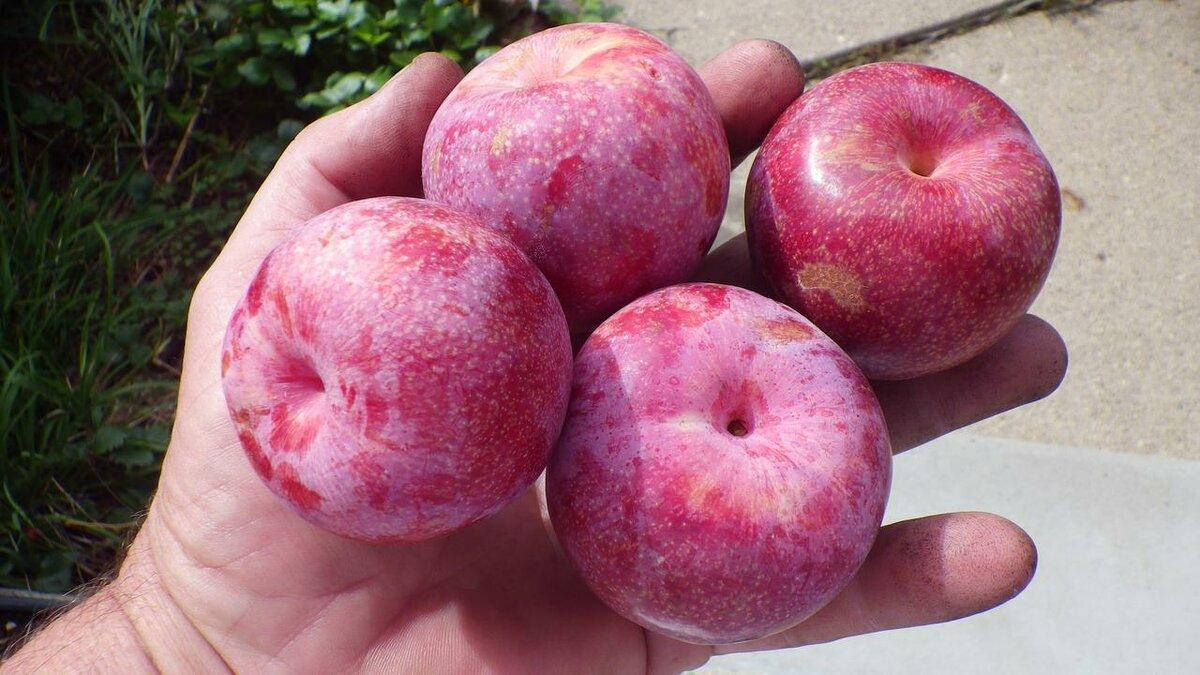 

Саженцы слив Дапл Данди (Дапл Данді, Dapple Dandy)