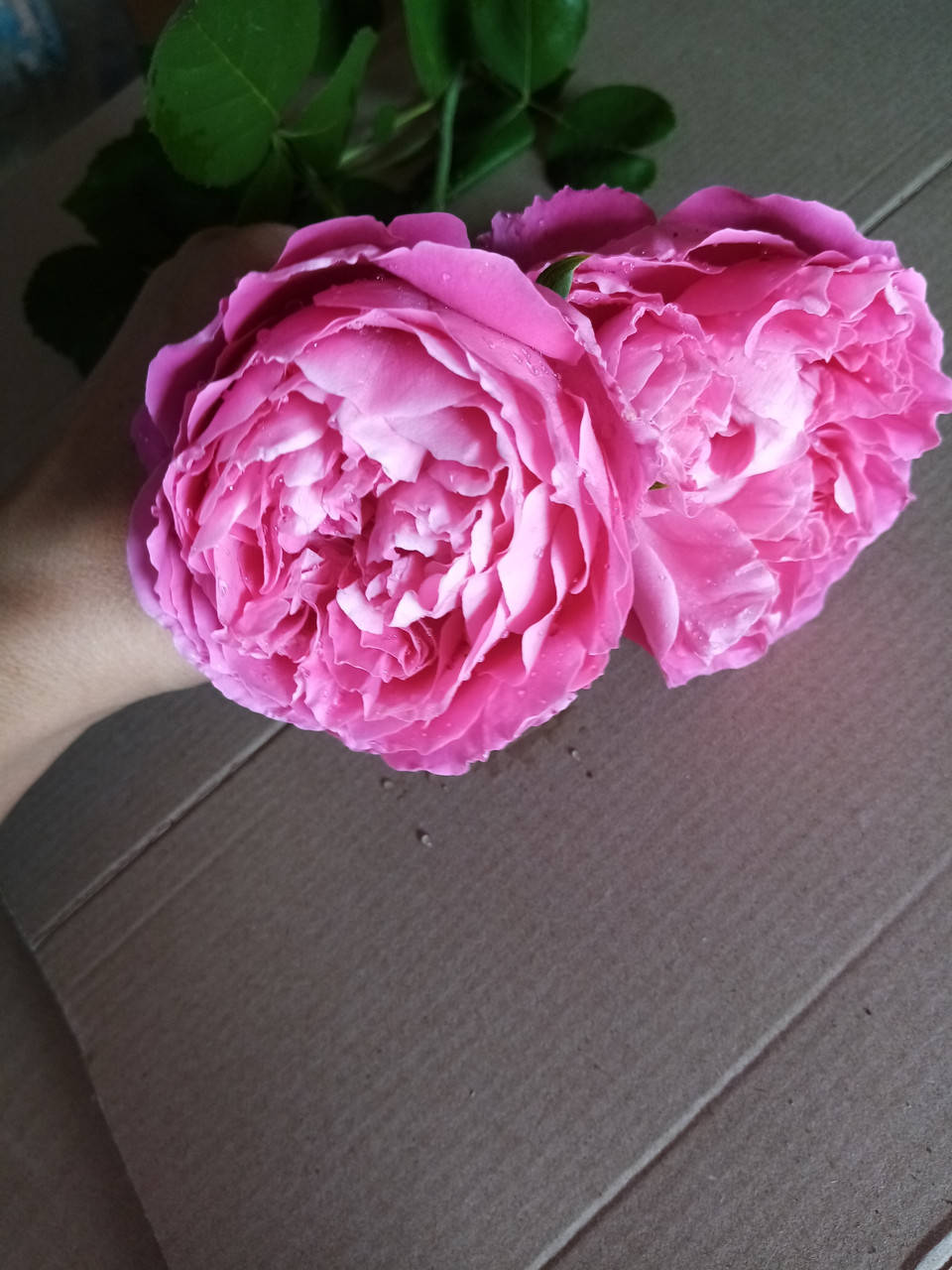 

Роза плетистая Поль нерон(Paul Neyron)