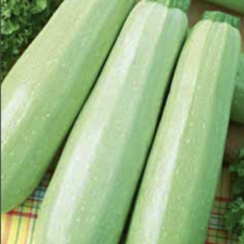 

Кабачок “Кустовой”, 2г