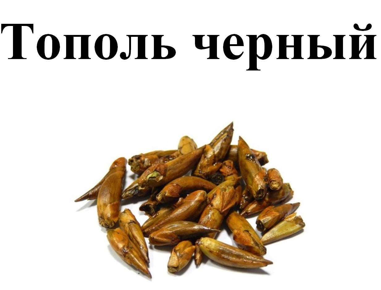 

Тополь черный почки, 50 грамм