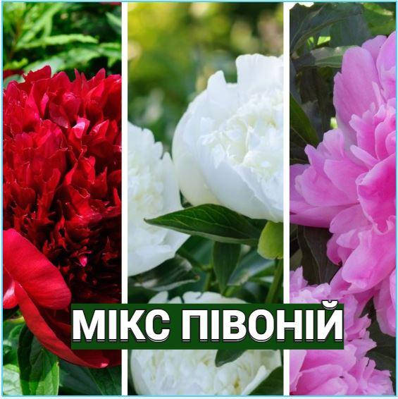 

МИКС травянистых пионов (3 шт.) / "КРАСНЫЙ"+"БЕЛЫЙ"+"РОЗОВЫЙ"