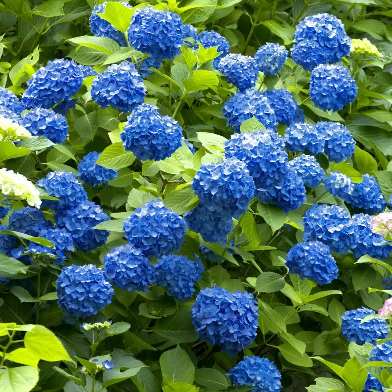 

Гортензия "ГОЛУБОЕ НЕБО" крупнолистная / (Hydrangea arborescens `Blue sky`) / Саженцы