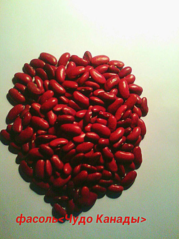

Фасоль красная "Чудо Канады" (семена 20 шт)