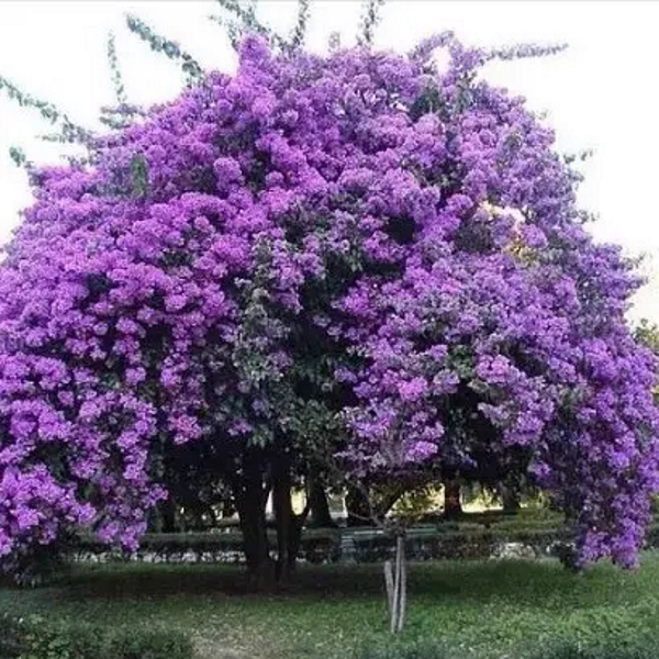 

Павловния Феникс в горшке