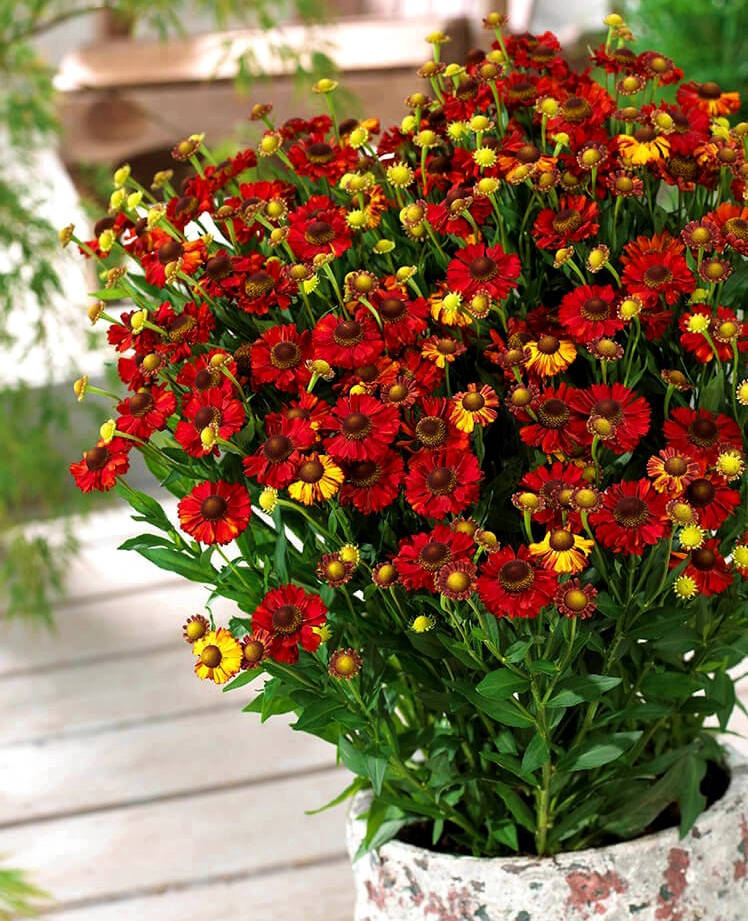 

Гелениум Хот Лава \ Helenium Hot Lava ( саженцы р9) Новинка